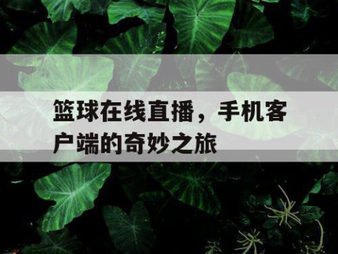 篮球在线直播,手机客户端的奇妙之旅
