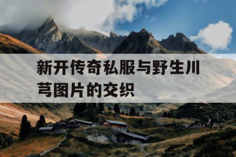 新开传奇私服与野生川芎图片的交织