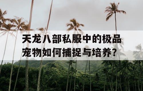 天龙八部私服中的极品宠物如何捕捉与培养？