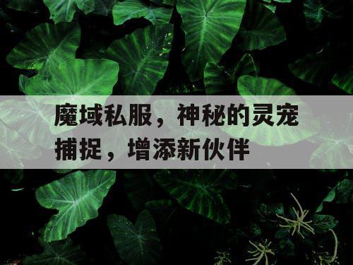 魔域私服，神秘的灵宠捕捉，增添新伙伴