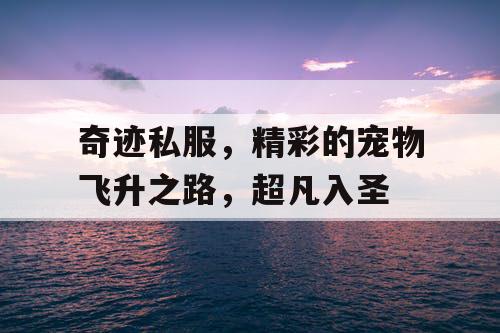 奇迹私服，精彩的宠物飞升之路，超凡入圣