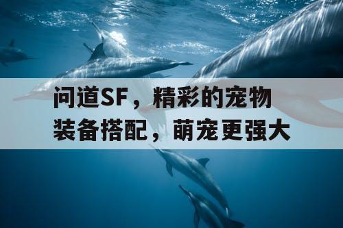 问道SF，精彩的宠物装备搭配，萌宠更强大