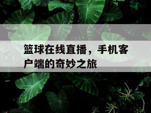 篮球在线直播，手机客户端的奇妙之旅