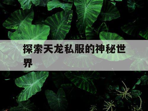 探索天龙私服的神秘世界